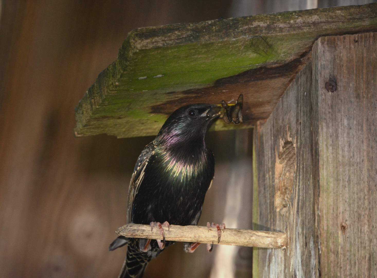 Amsel, Drossel, Fink und Star