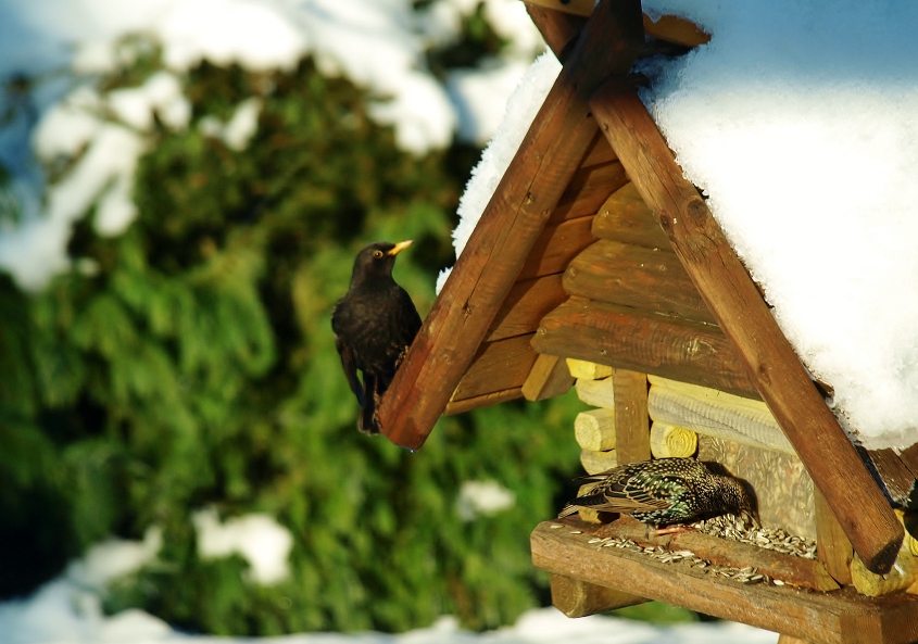 Amsel, Drossel Fink und Star ...