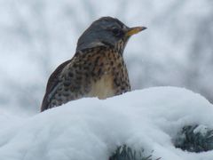 Amsel, Drossel, Fink und Star