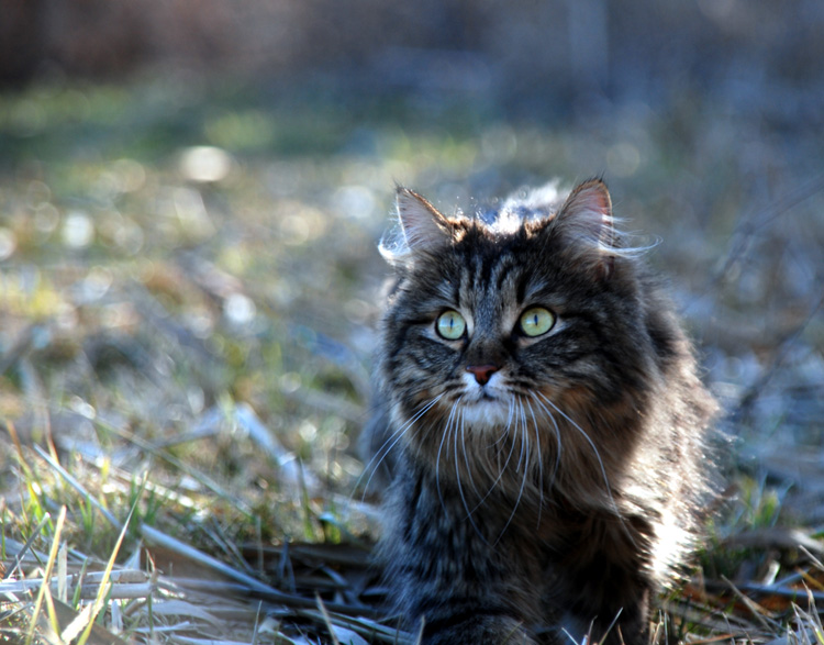 Amsel, Drossel, Fink und Star...