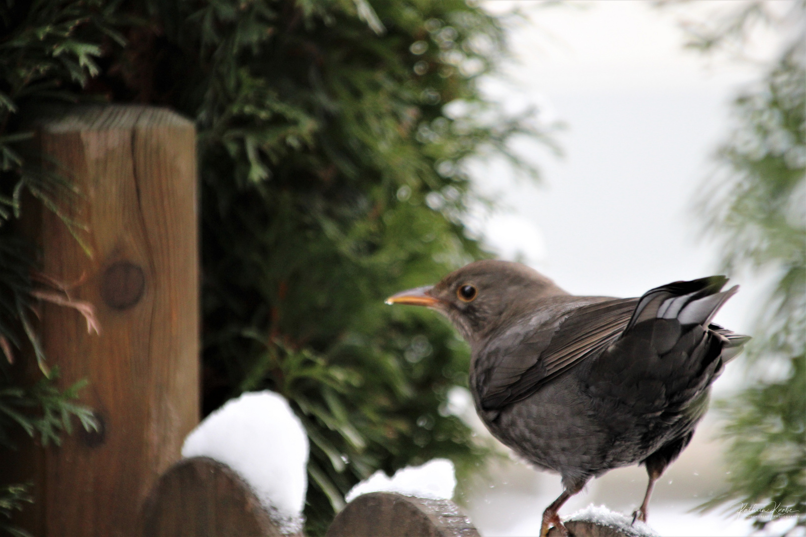 Amsel, Drossel, Fink und Star...