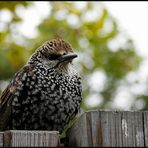 amsel, drossel, fink und STAR