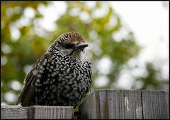 amsel, drossel, fink und STAR