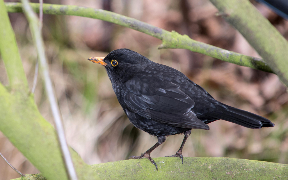 Amsel Drossel Fink und Star und die ganze Vogelschar ...... Amsel (Turdus merula)