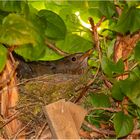 Amsel, Drossel oder Star bei der Brut?