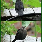 Amsel, Drossel, .. und Meise