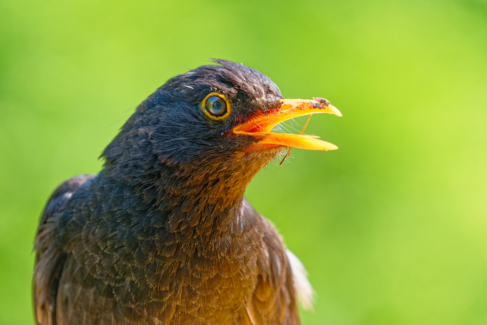 Amsel DSC01619