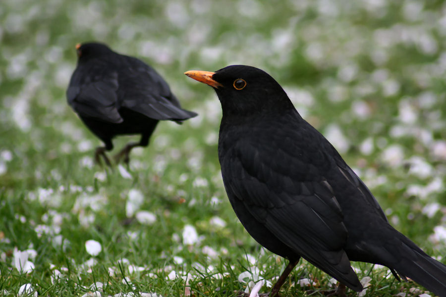 Amsel Duett