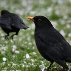 Amsel Duett