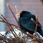 Amsel durch Scheibe