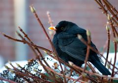 Amsel durch Scheibe