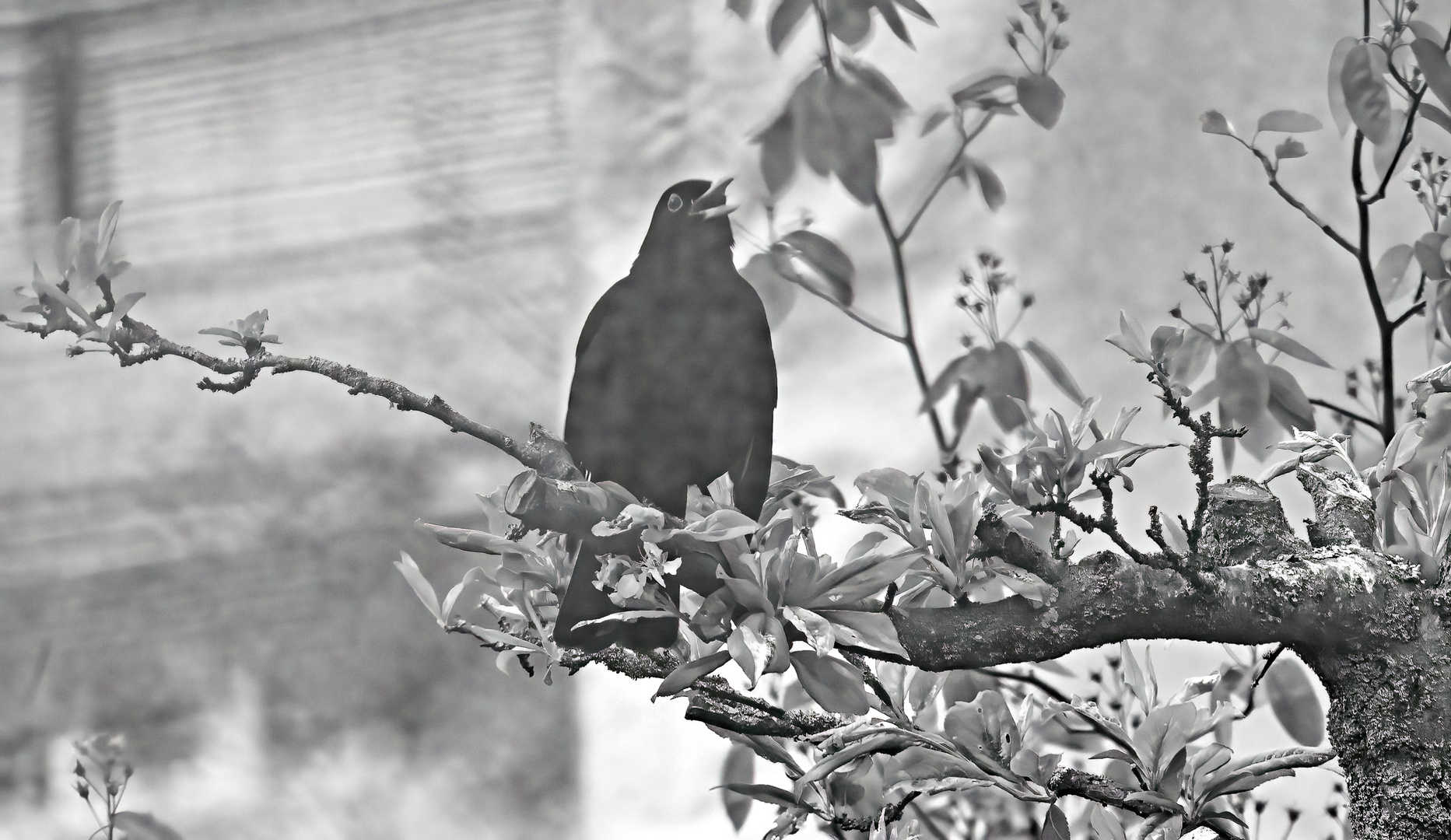 Amsel duurch Blattfilter -monochrome-