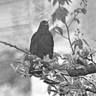 Amsel duurch Blattfilter -monochrome-