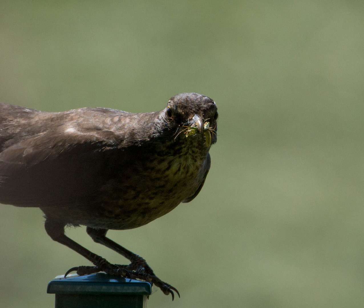 Amsel