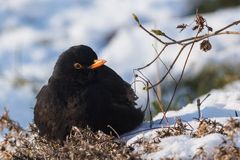 Amsel 