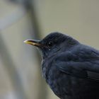 Amsel