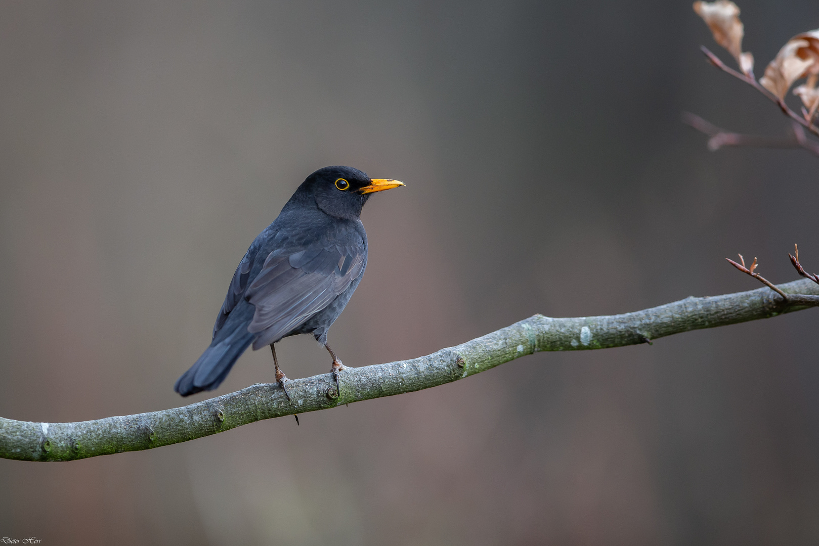 Amsel...