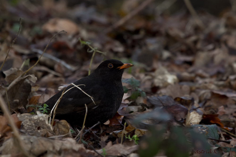 Amsel