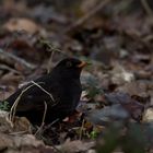 Amsel