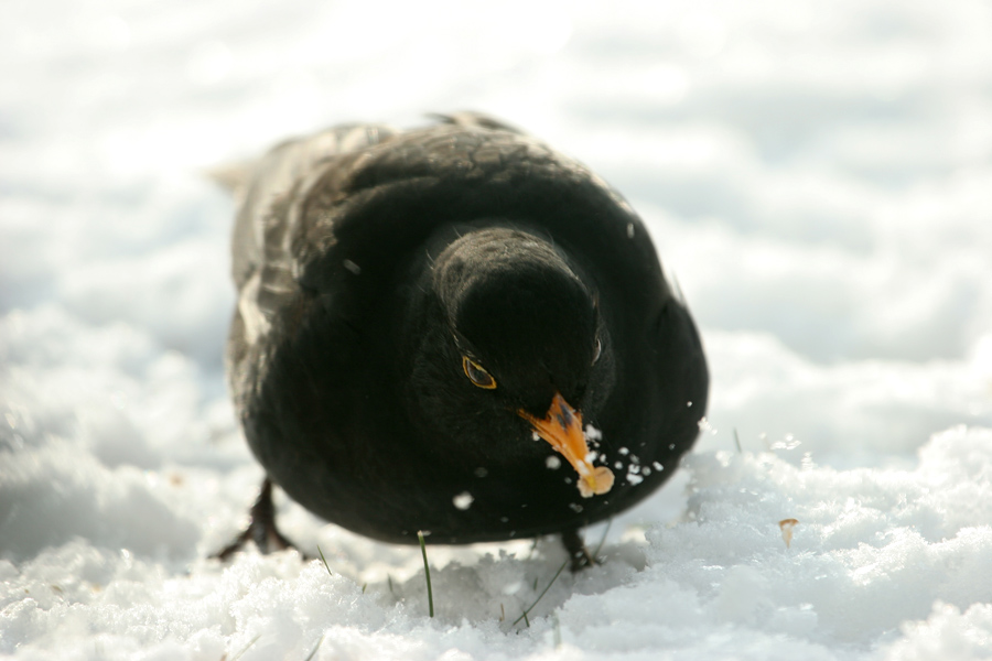 Amsel