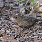 Amsel