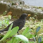 Amsel