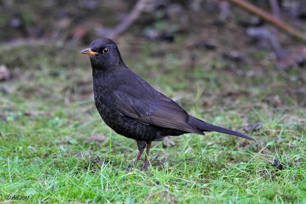 Amsel