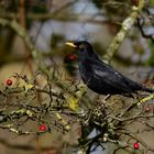 Amsel