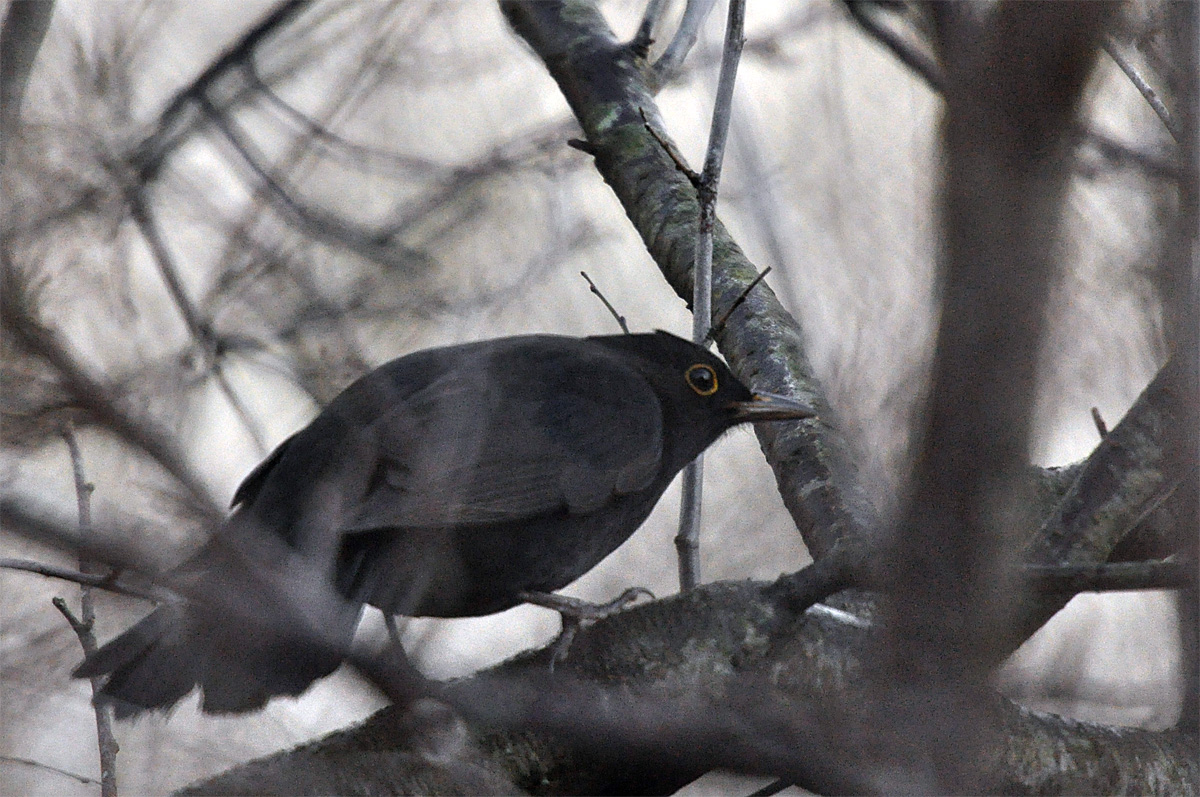 Amsel