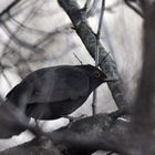 Amsel