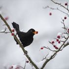 Amsel