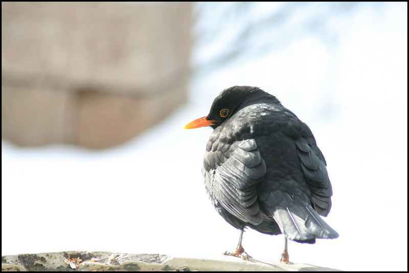 Amsel