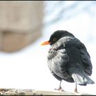 Amsel