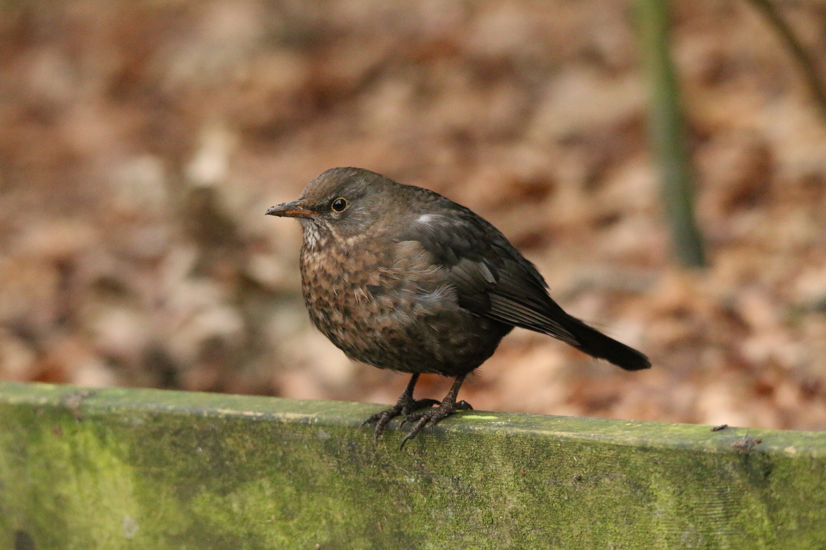 Amsel