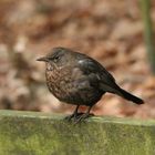 Amsel