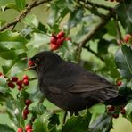 Amsel