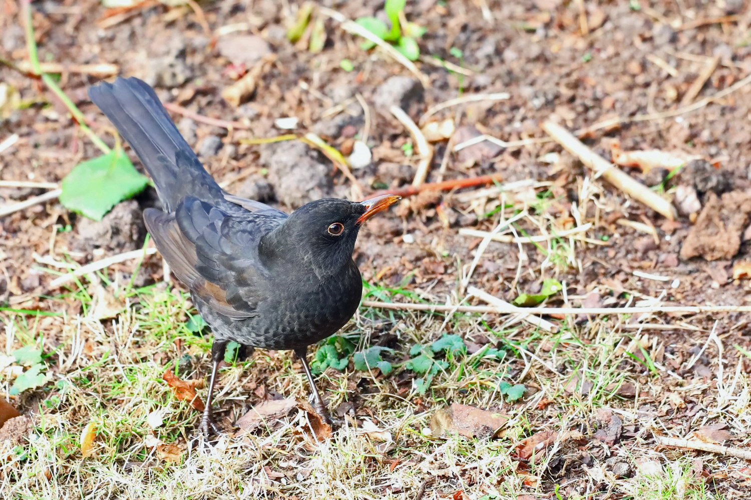 Amsel