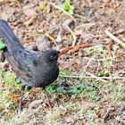 Amsel