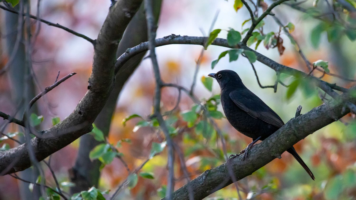 Amsel