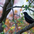 Amsel