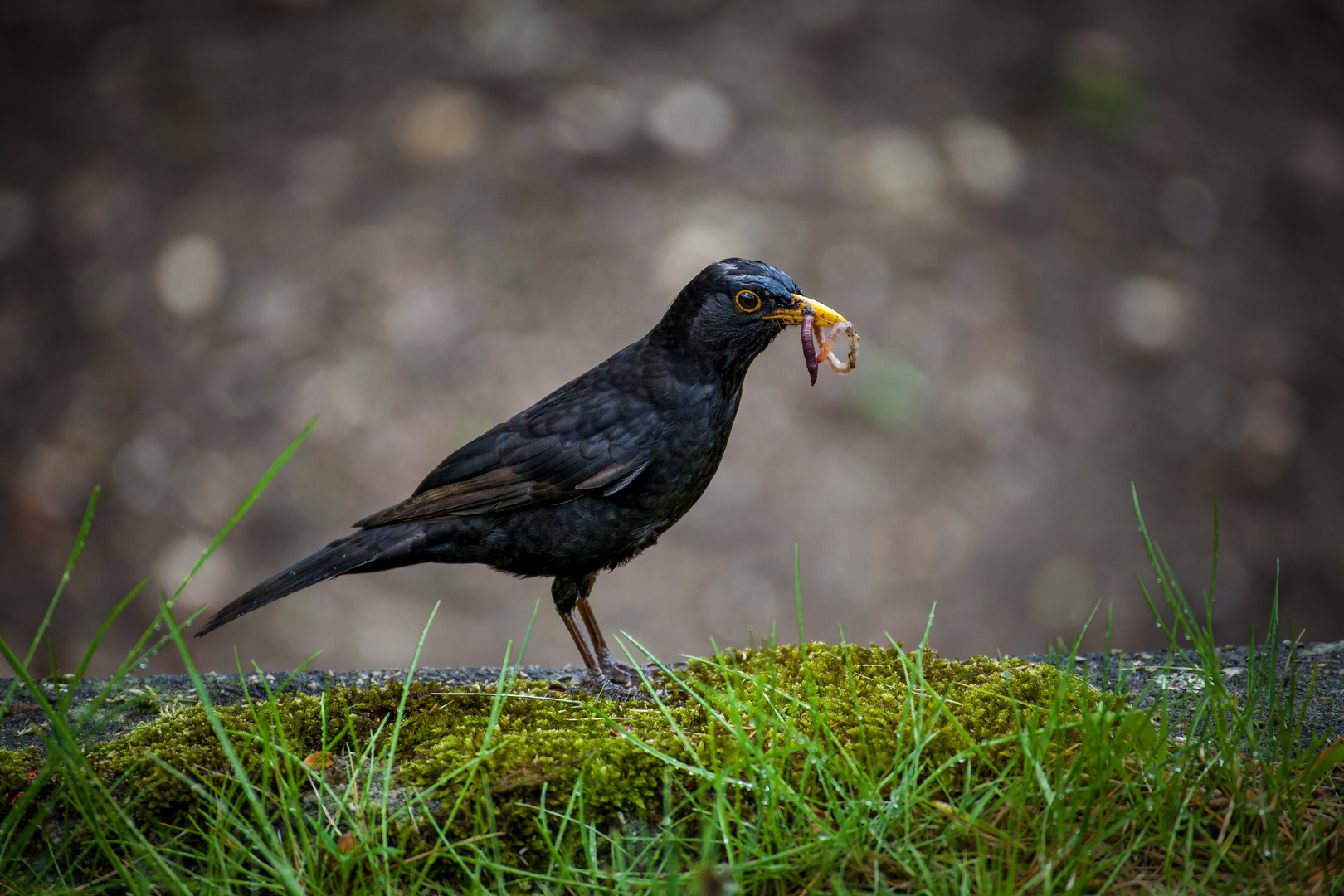 Amsel