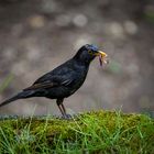 Amsel