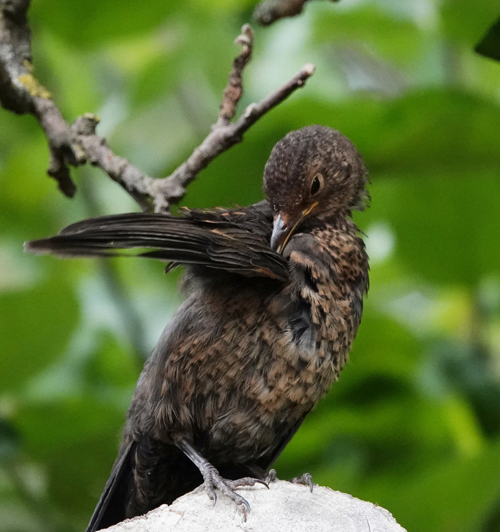 Amsel.