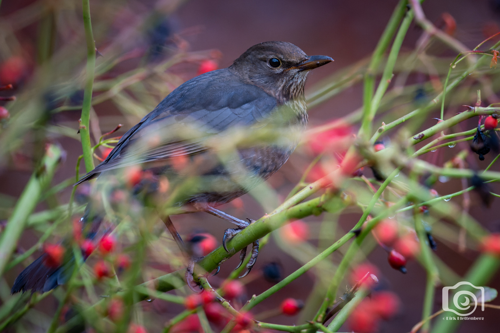 Amsel