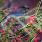 Amsel