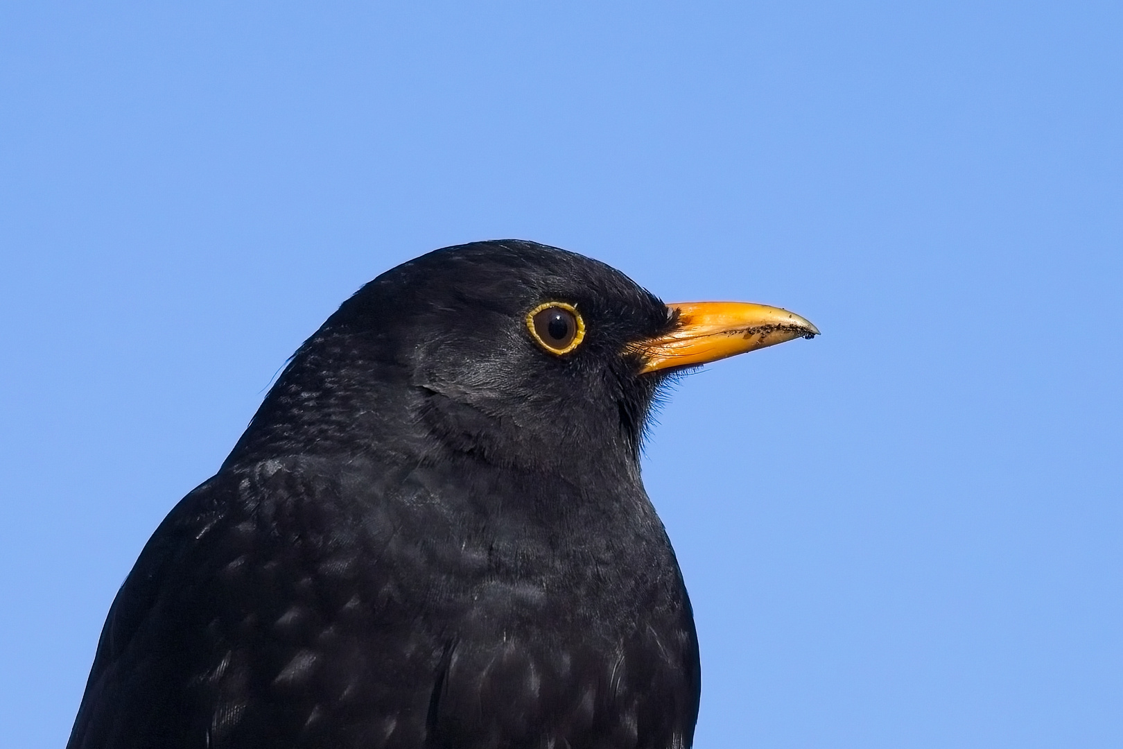 Amsel