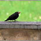 Amsel