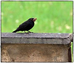 Amsel