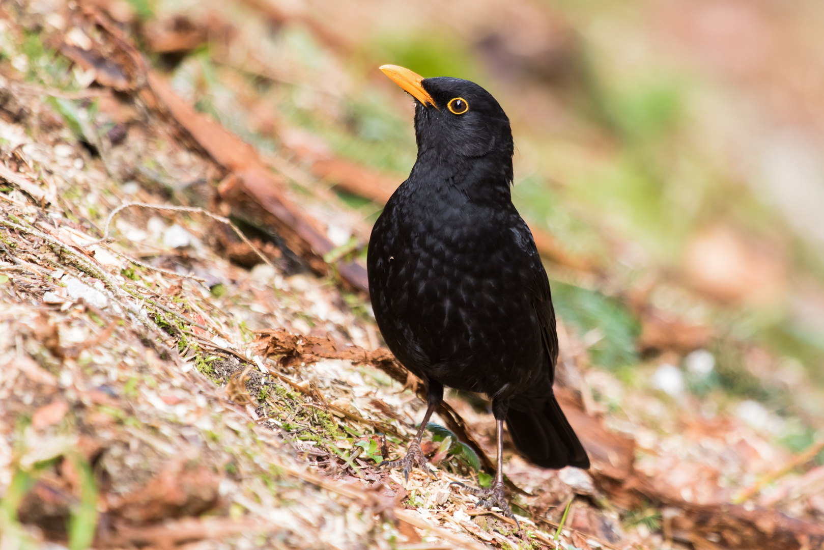 Amsel