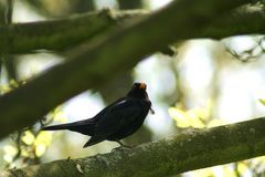 Amsel